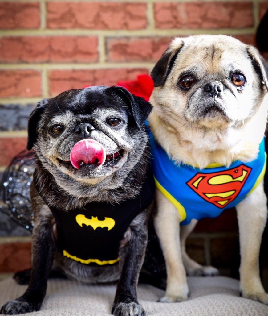 Hunde, die zu Halloween als Superhelden gekleidet sind.