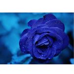 Desert_Rose