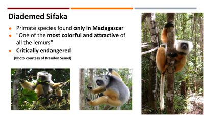 Discovery Lemur_Page_05.jpg