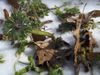 8376_IcePlant.jpg