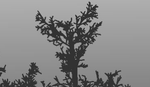 tree0.png
