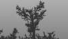 tree0.png