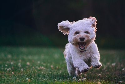 puppy.jpg See the happy puppy - it's not worried about seeing code. Be like the happy puppy.