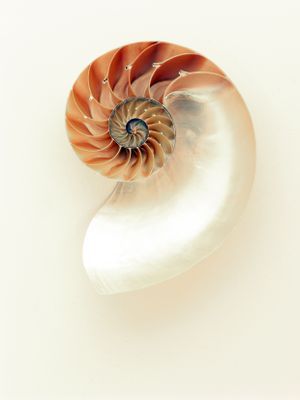 mollusc-mother-of-pearl-nautilus-33234.jpg