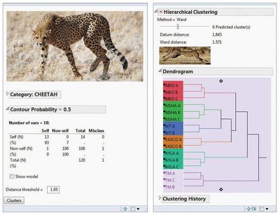 By clustering trails together, the analyst can identify individuals as well as siblings.