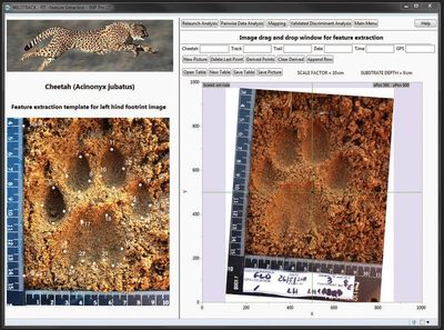 FIT is used to identify key landmark points in a cheetah footprint. This is the starting point for identifying an individual animal.