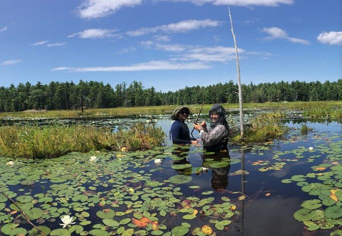 Students set a hoop net to catch turtles in a wetland.