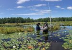 Students set a hoop net to catch turtles in a wetland.
