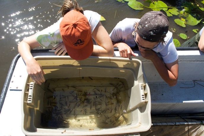 Fish caught in fyke or seine nets are placed in a tub before they are processed.