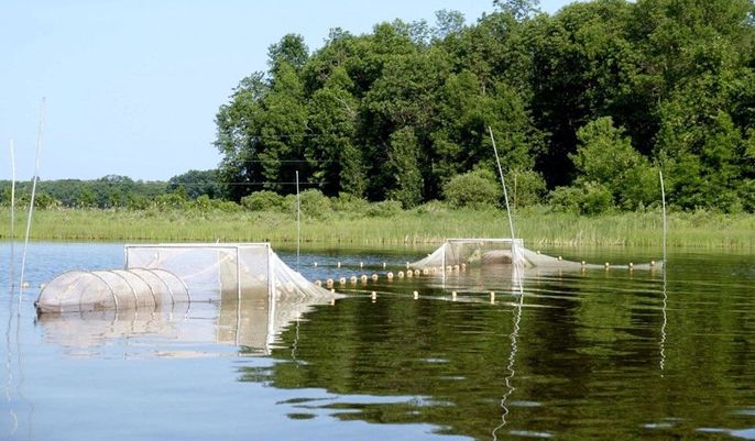 Paired fyke nets are left overnight to catch fish that swim from open water into the nets.