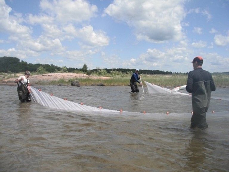 Students reorient seine nets in one area of wetland.