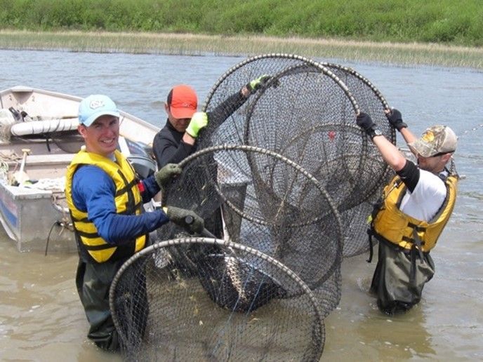 Students empty fyke nets into a tub.