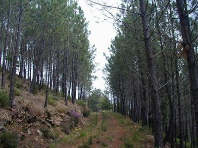 Forest of maritime pine in Portugal where data for statistical analysis and modeling is collected