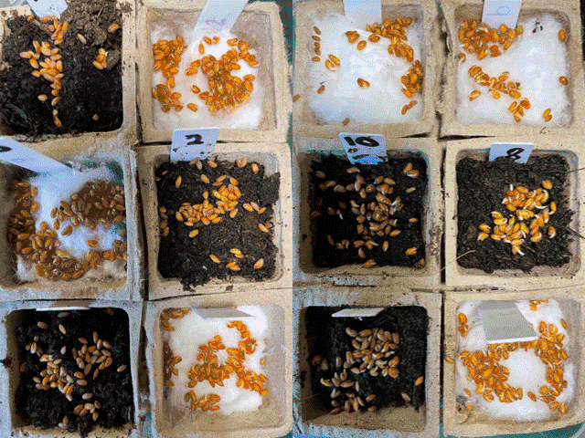 Cress growth under different conditions - from the Kay family research kitchen