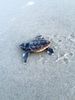 babyhatchling2.jpg
