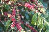 coffee tree.jpg