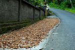 cocoa-beans-drying-side-road.jpg