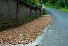 cocoa-beans-drying-side-road.jpg