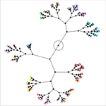 A Constellation Plot produced by performing Hierarchical Clustering on the data.